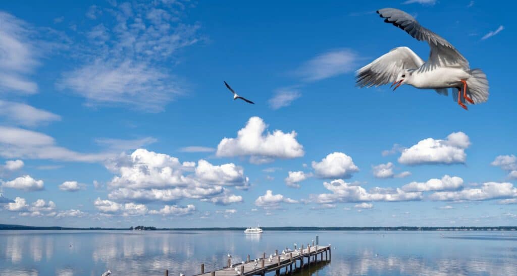 Vogel fliegt über den Maschsee in Hannover bei schönem Wetter.