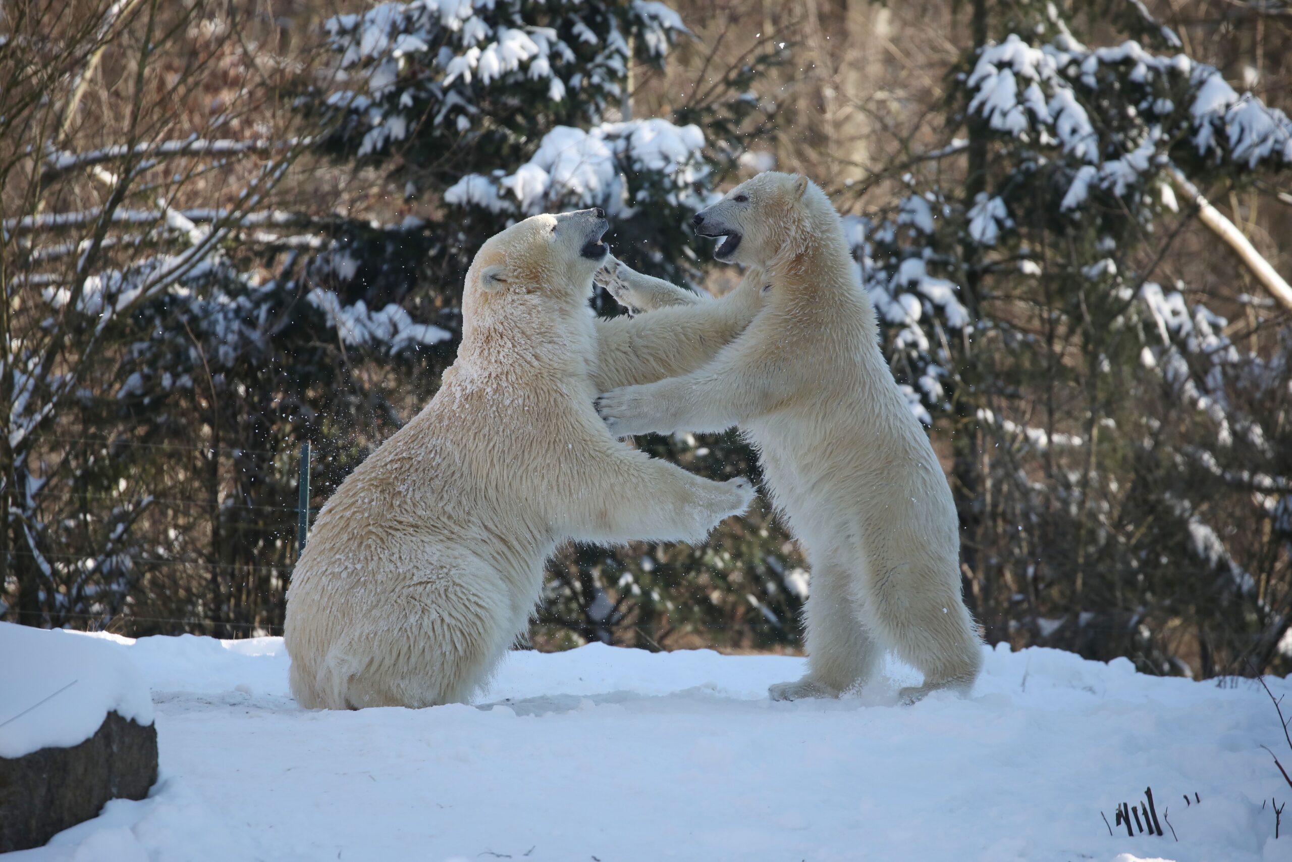Wetter , Winter in Hannover (Zoo Hannover)