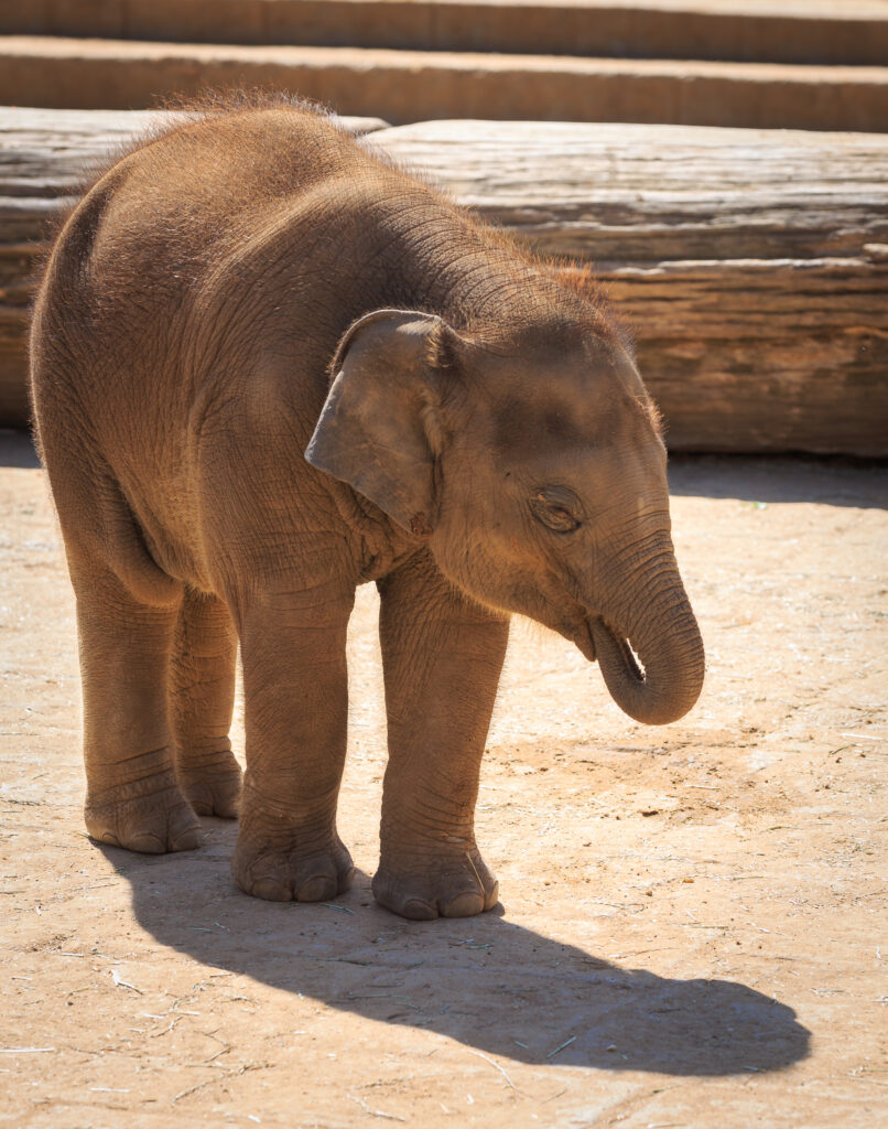 Erlebnis-Zoo Hannover