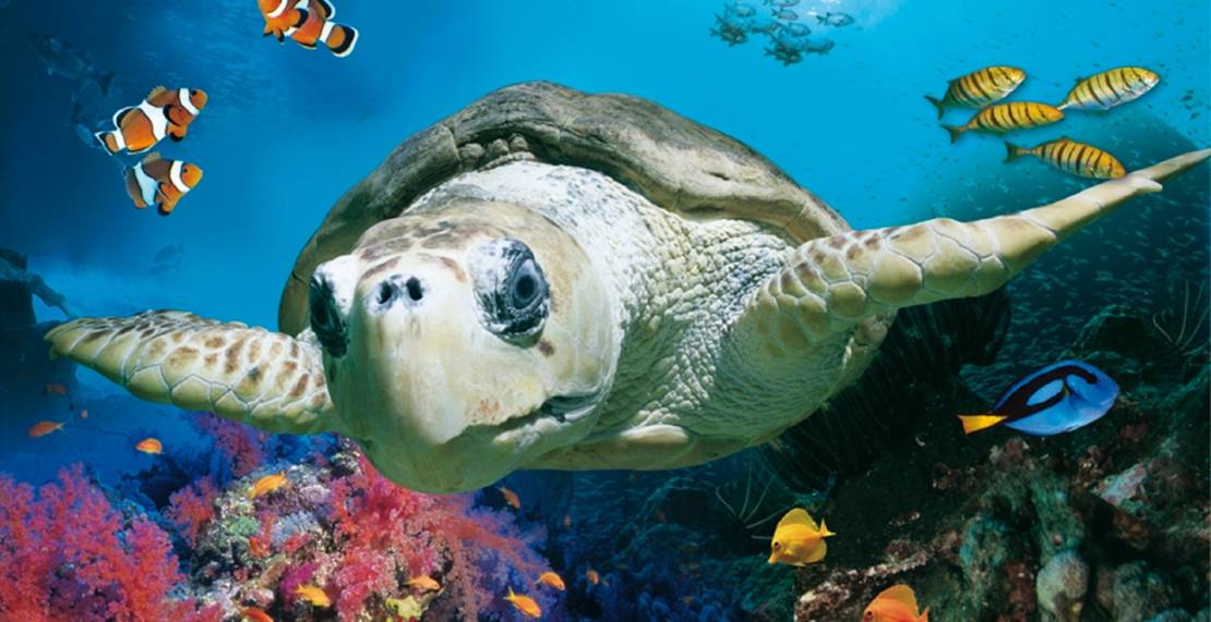 SEA-Life-Hannover