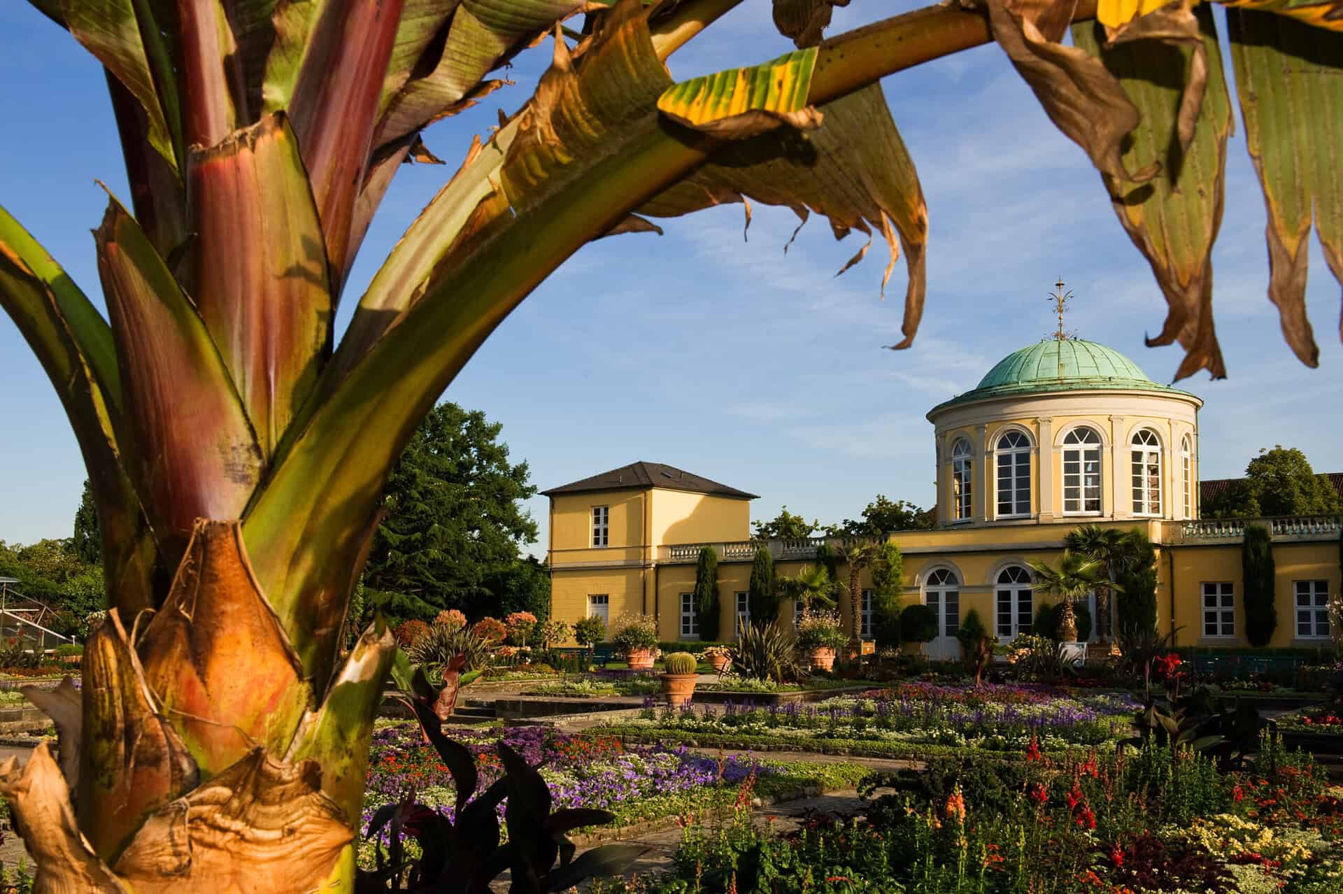 汉诺威 Berggarten 异国情调的植物和历史悠久的亭子。.