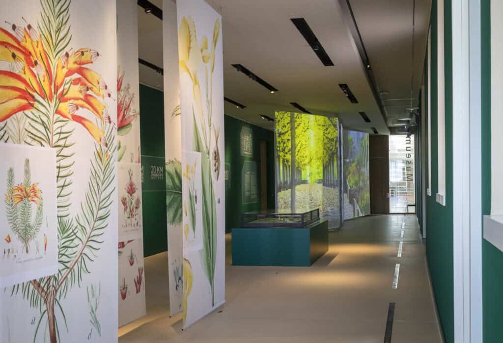 Blumenillustrationen im Museum während der Führung im Schloss Herrenhausen.