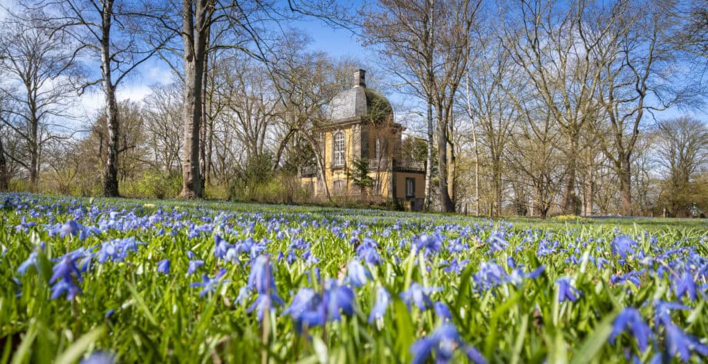 Blühende Blumenwiese im Linden-Viertel, Hannover, mit historischem Haus im Hintergrund.