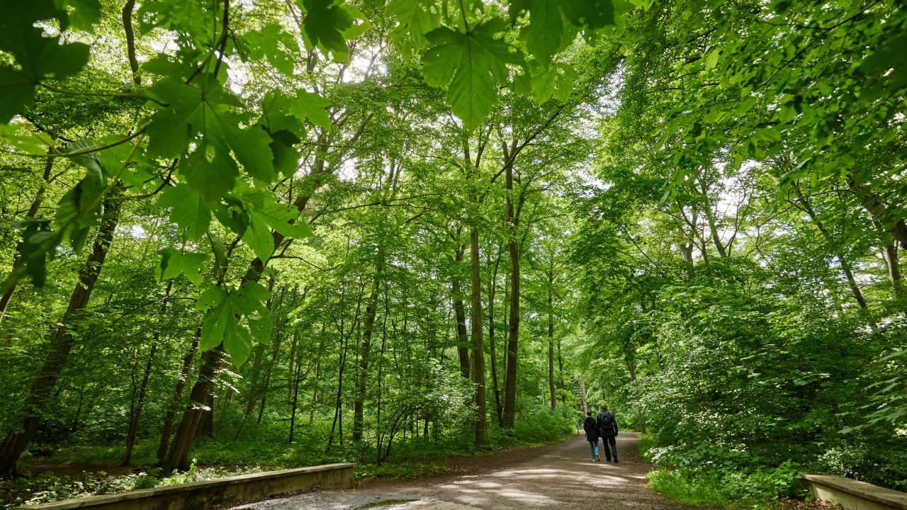 Hannover, Eilenriede