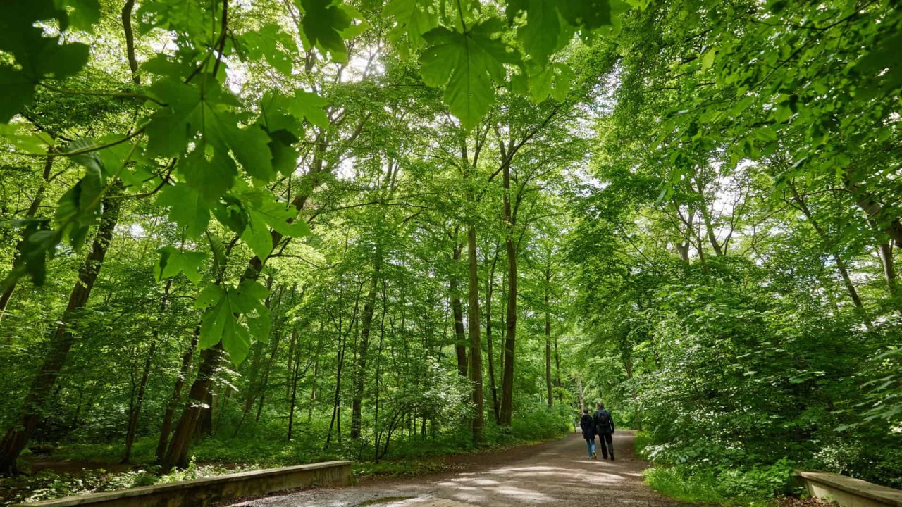 Experience nature in the countryside - forest bathing in Hanover.