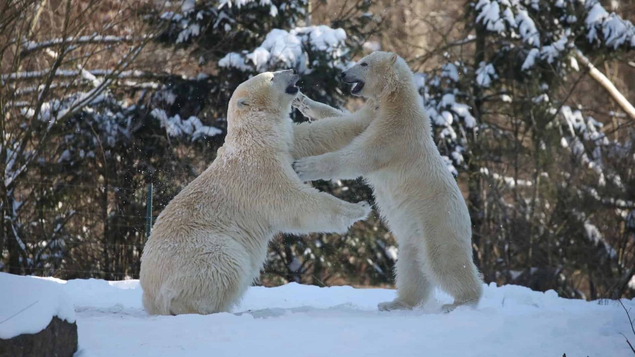 北极熊在汉诺威动物园的雪地里搏斗，冬季奇观，过夜套餐，动物园，冬季a。.