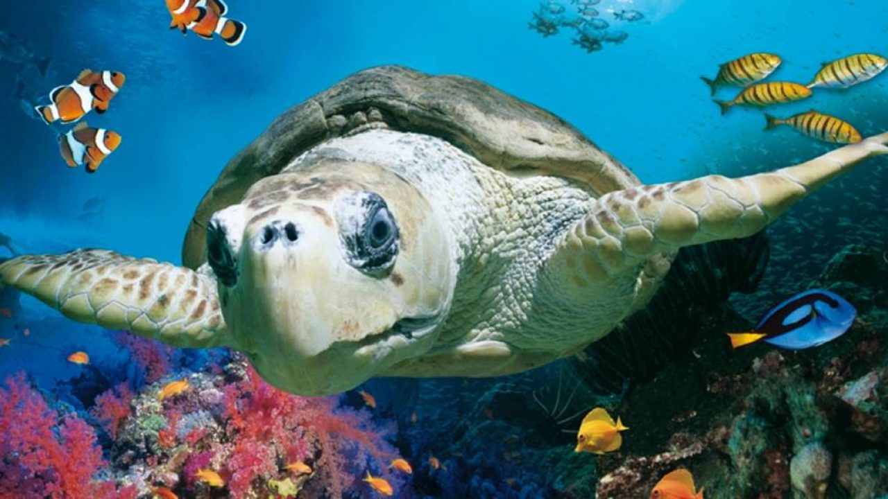 SEA-Life-Hannover