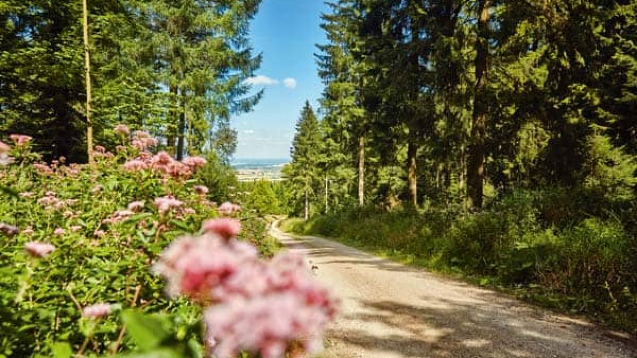 Wanderweg im Deister mit grünen Bäumen und blühenden Pflanzen.
